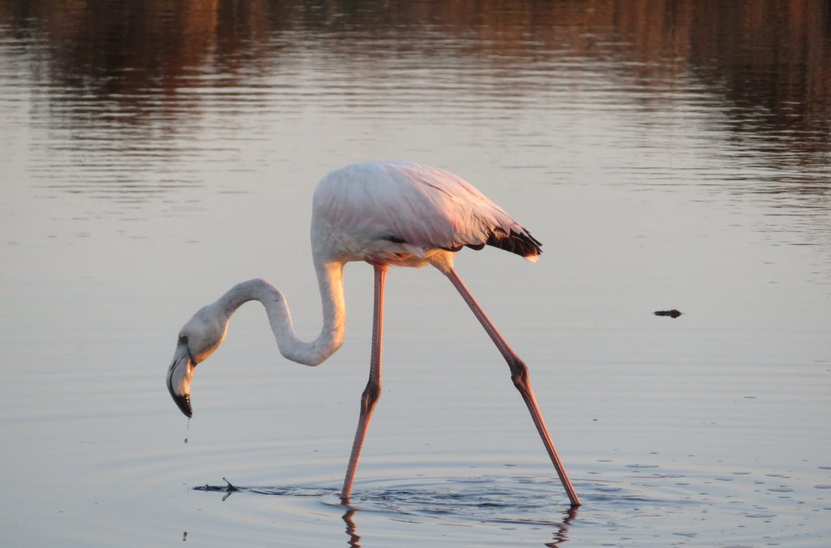 Flamant rose se nourrissant dans un étang de Gruissan au coucher du soleil